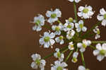 Stiff cowbane